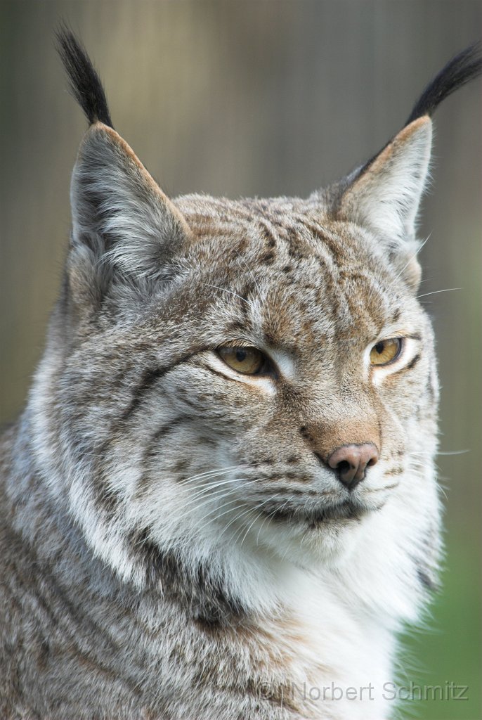 N-Schmitz Luchs 4.jpg - ©  Norbert Schmitz